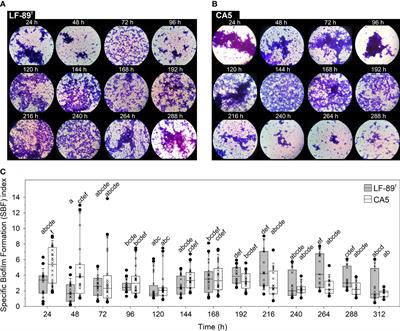 Collective behavior and virulence arsenal of the fish pathogen Piscirickettsia salmonis in the biofilm realm